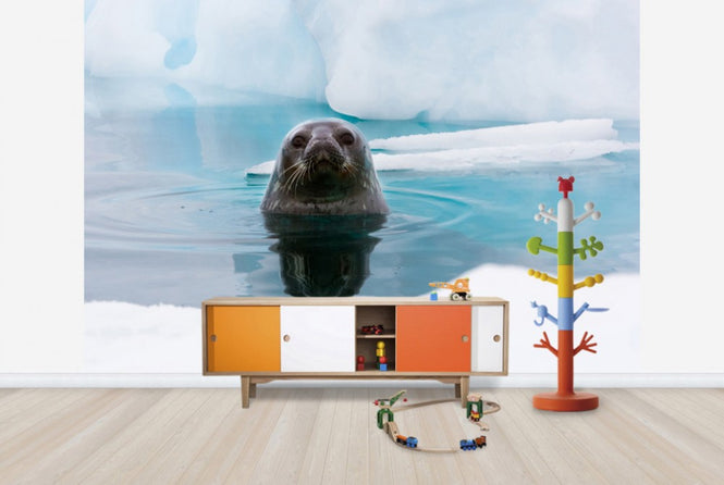 PHOTOWALL / Curious Seal (e24137)