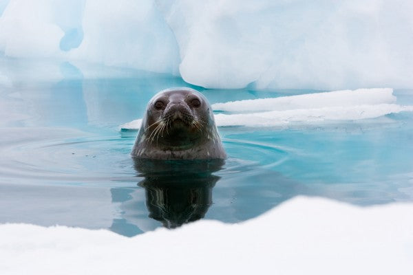 PHOTOWALL / Curious Seal (e24137)