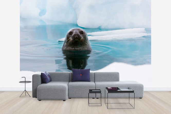 PHOTOWALL / Curious Seal (e24137)
