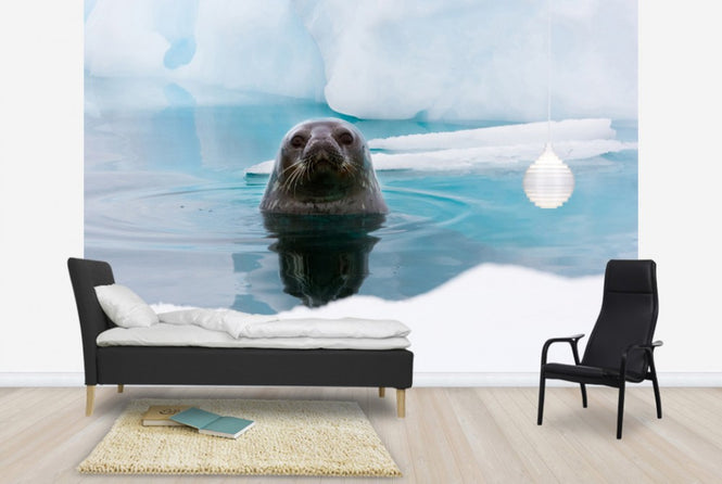 PHOTOWALL / Curious Seal (e24137)