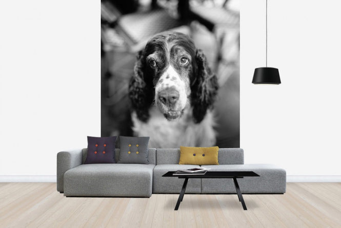 PHOTOWALL / Loyal Friend (e24138)