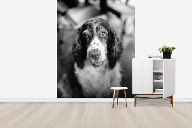 PHOTOWALL / Loyal Friend (e24138)