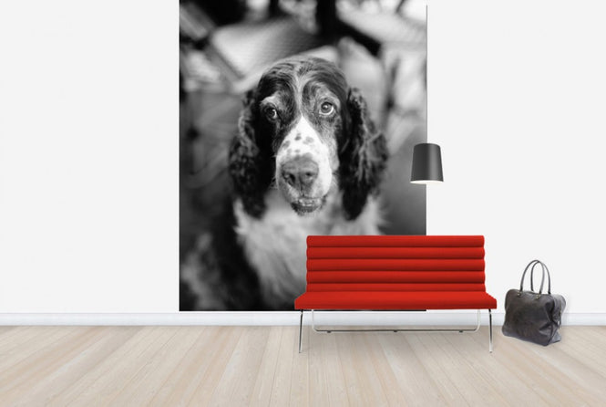PHOTOWALL / Loyal Friend (e24138)