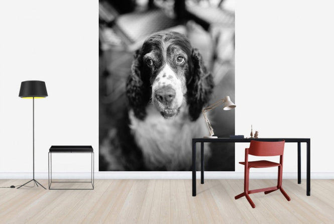 PHOTOWALL / Loyal Friend (e24138)