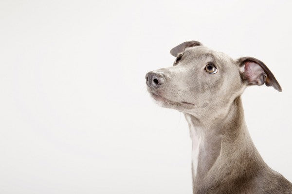 PHOTOWALL / Whippet (e24139)