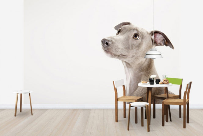 PHOTOWALL / Whippet (e24139)