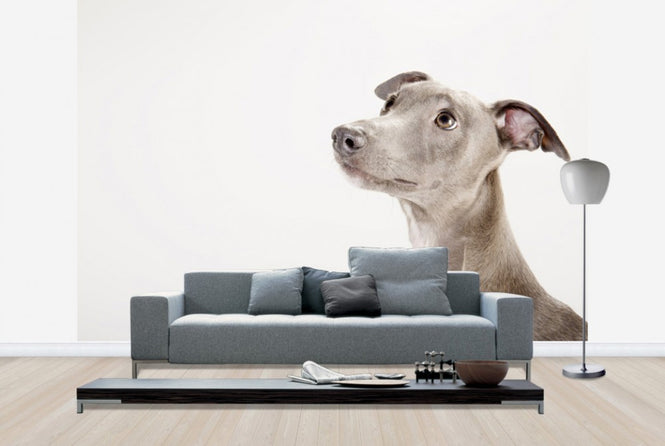 PHOTOWALL / Whippet (e24139)