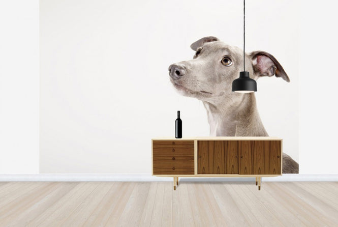 PHOTOWALL / Whippet (e24139)