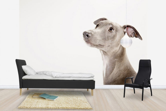 PHOTOWALL / Whippet (e24139)
