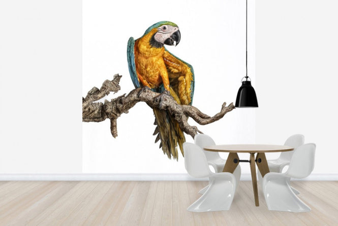 PHOTOWALL / Dancing Parrot (e24140)