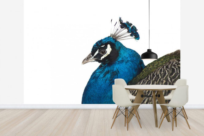PHOTOWALL / Portrait of a Peacock (e24141)