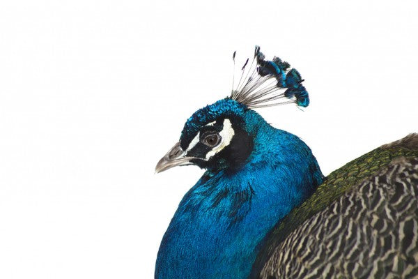 PHOTOWALL / Portrait of a Peacock (e24141)