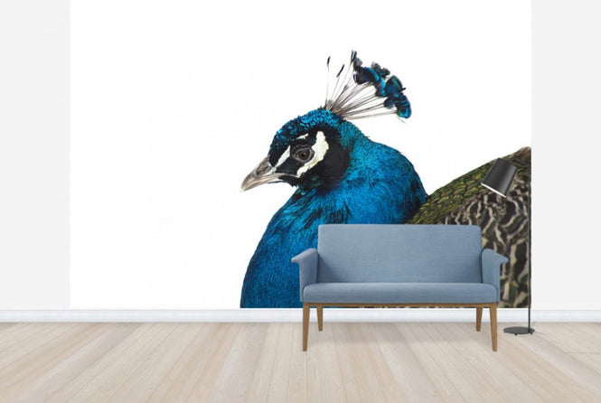 PHOTOWALL / Portrait of a Peacock (e24141)