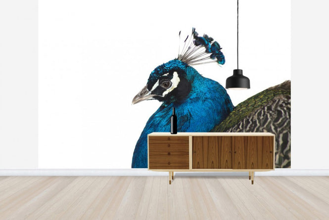 PHOTOWALL / Portrait of a Peacock (e24141)