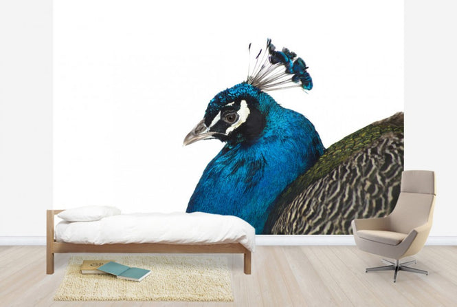 PHOTOWALL / Portrait of a Peacock (e24141)