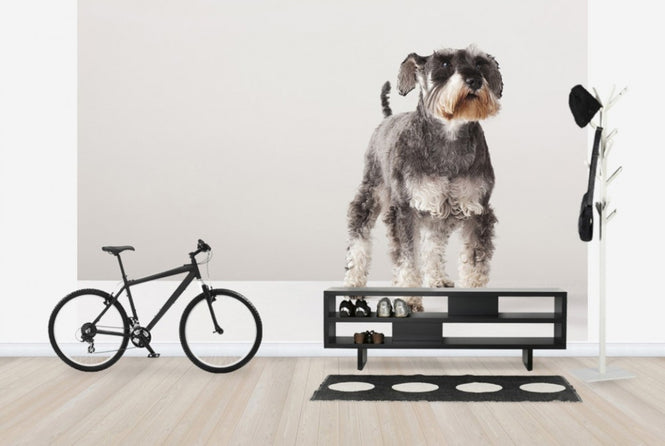PHOTOWALL / Schnauzer (e24144)