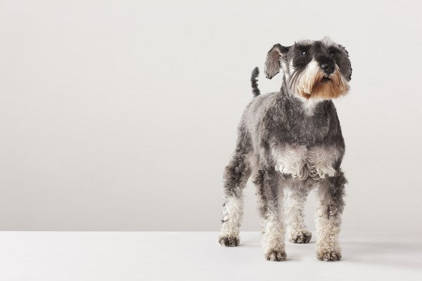 PHOTOWALL / Schnauzer (e24144)