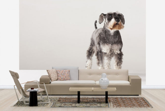 PHOTOWALL / Schnauzer (e24144)