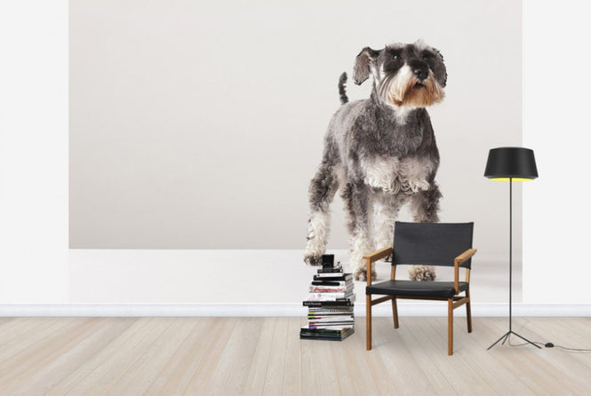 PHOTOWALL / Schnauzer (e24144)