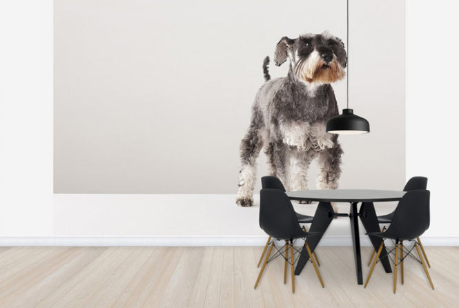 PHOTOWALL / Schnauzer (e24144)