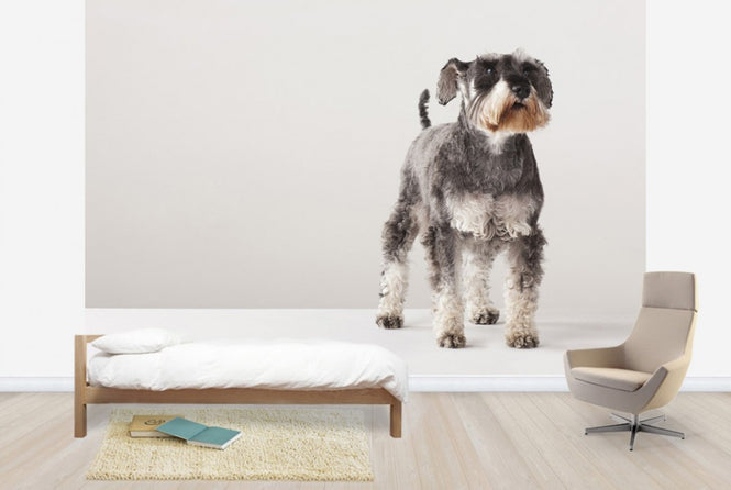 PHOTOWALL / Schnauzer (e24144)