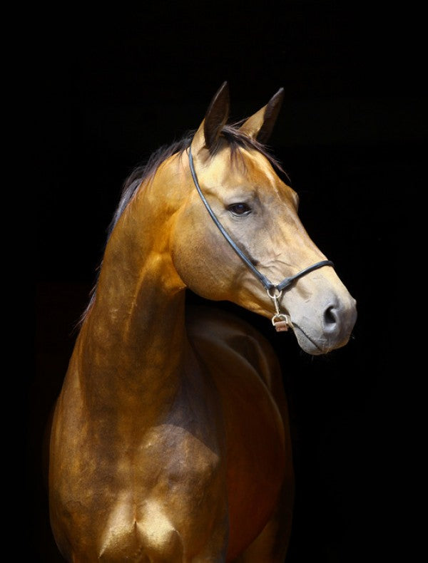 PHOTOWALL / Golden Horse (e24147)