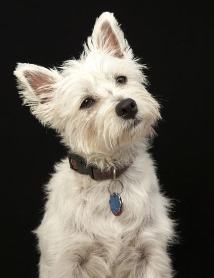 PHOTOWALL / West Highland Terrier (e24351)