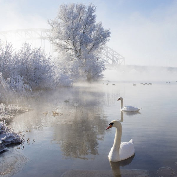 PHOTOWALL / Icy Swan Lake (e24352)