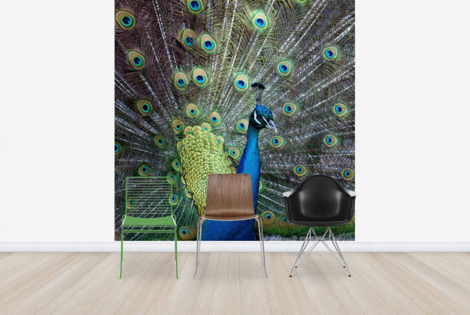 PHOTOWALL / Displaying (e24354)