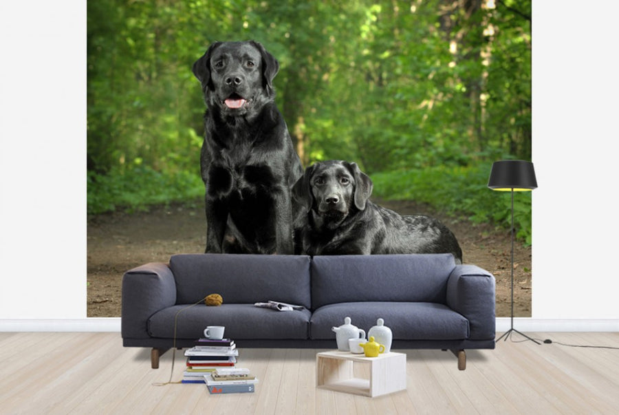 PHOTOWALL / Two Black Labradors (e24355)