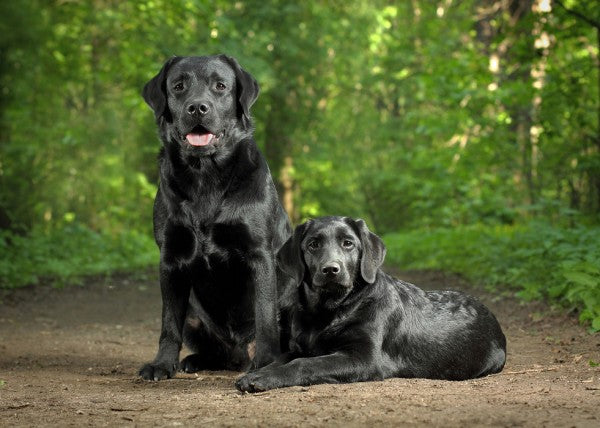 PHOTOWALL / Two Black Labradors (e24355)