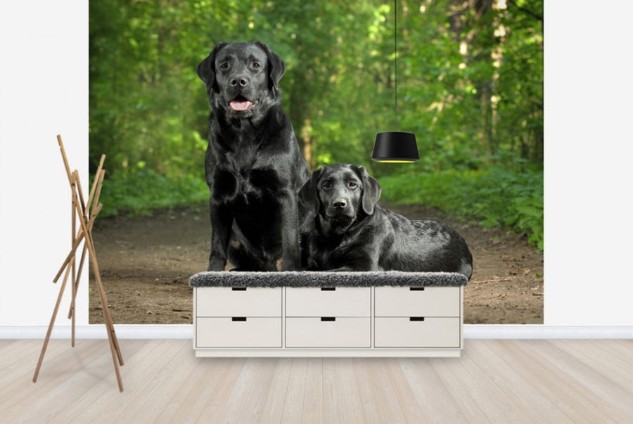 PHOTOWALL / Two Black Labradors (e24355)