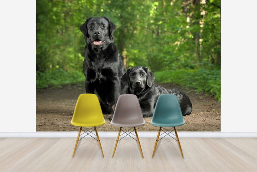 PHOTOWALL / Two Black Labradors (e24355)