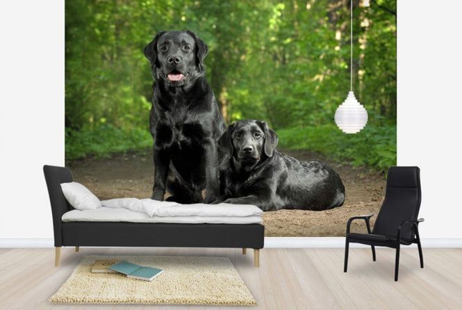 PHOTOWALL / Two Black Labradors (e24355)