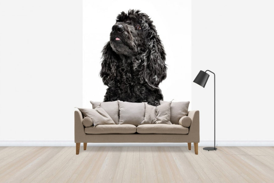 PHOTOWALL / Labradoodle (e24358)