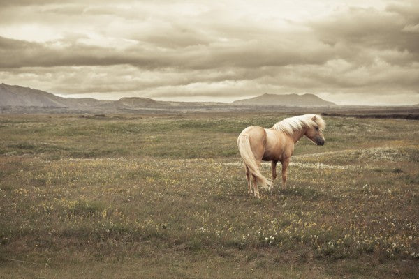 PHOTOWALL / Icelandic Horse (e24363)
