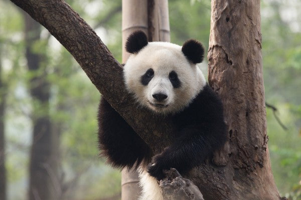 PHOTOWALL / Sweet Panda (e24364)