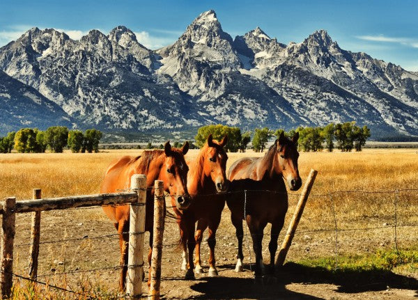 PHOTOWALL / Trio in front of Teton Mountain Range (e24366)