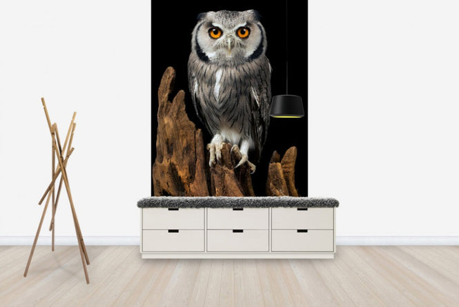 PHOTOWALL / White Faced Owl (e24368)