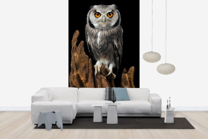 PHOTOWALL / White Faced Owl (e24368)
