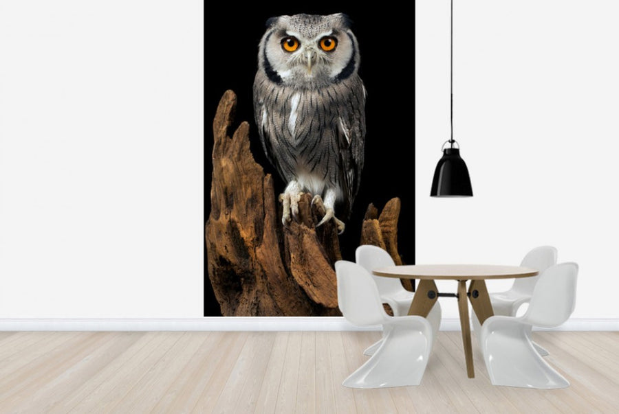PHOTOWALL / White Faced Owl (e24368)