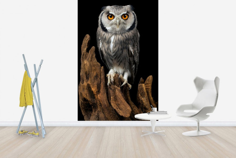 PHOTOWALL / White Faced Owl (e24368)