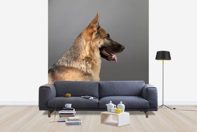 PHOTOWALL / German Shepherd (e24371)