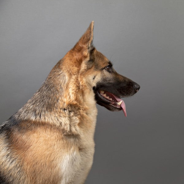 PHOTOWALL / German Shepherd (e24371)