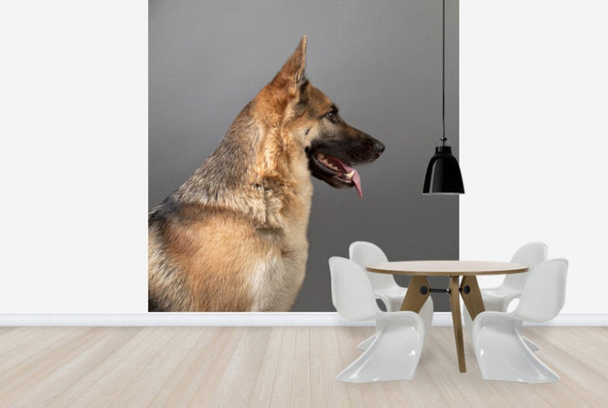 PHOTOWALL / German Shepherd (e24371)