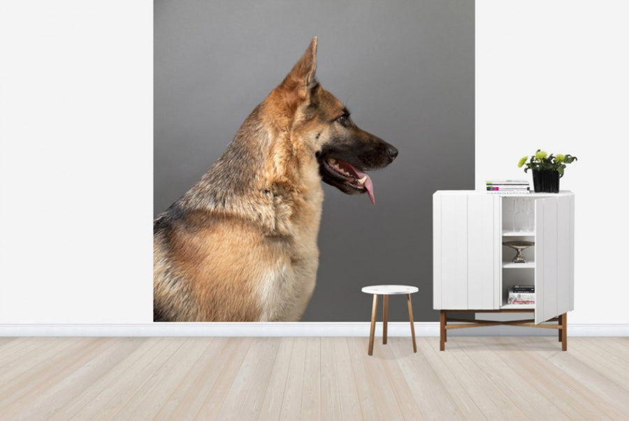 PHOTOWALL / German Shepherd (e24371)