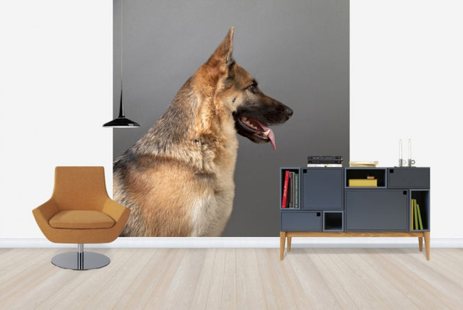 PHOTOWALL / German Shepherd (e24371)