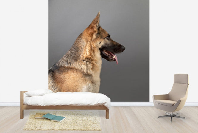 PHOTOWALL / German Shepherd (e24371)