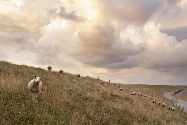 PHOTOWALL / Attentive Sheep (e24373)
