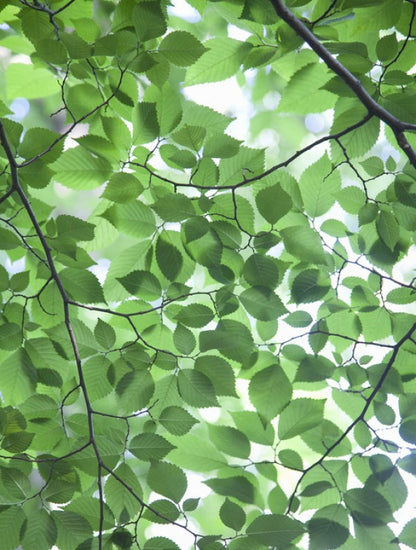 PHOTOWALL / Patterns of Leaves (e24542)